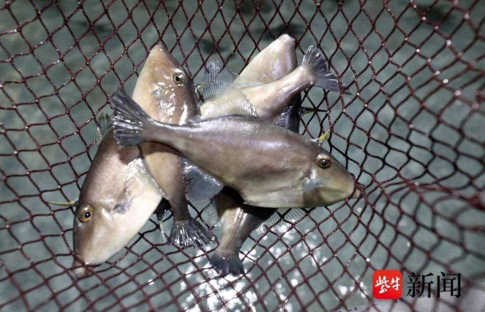 连云港赣榆陆海接力推进中远海养殖“一条鱼”_腾讯新闻