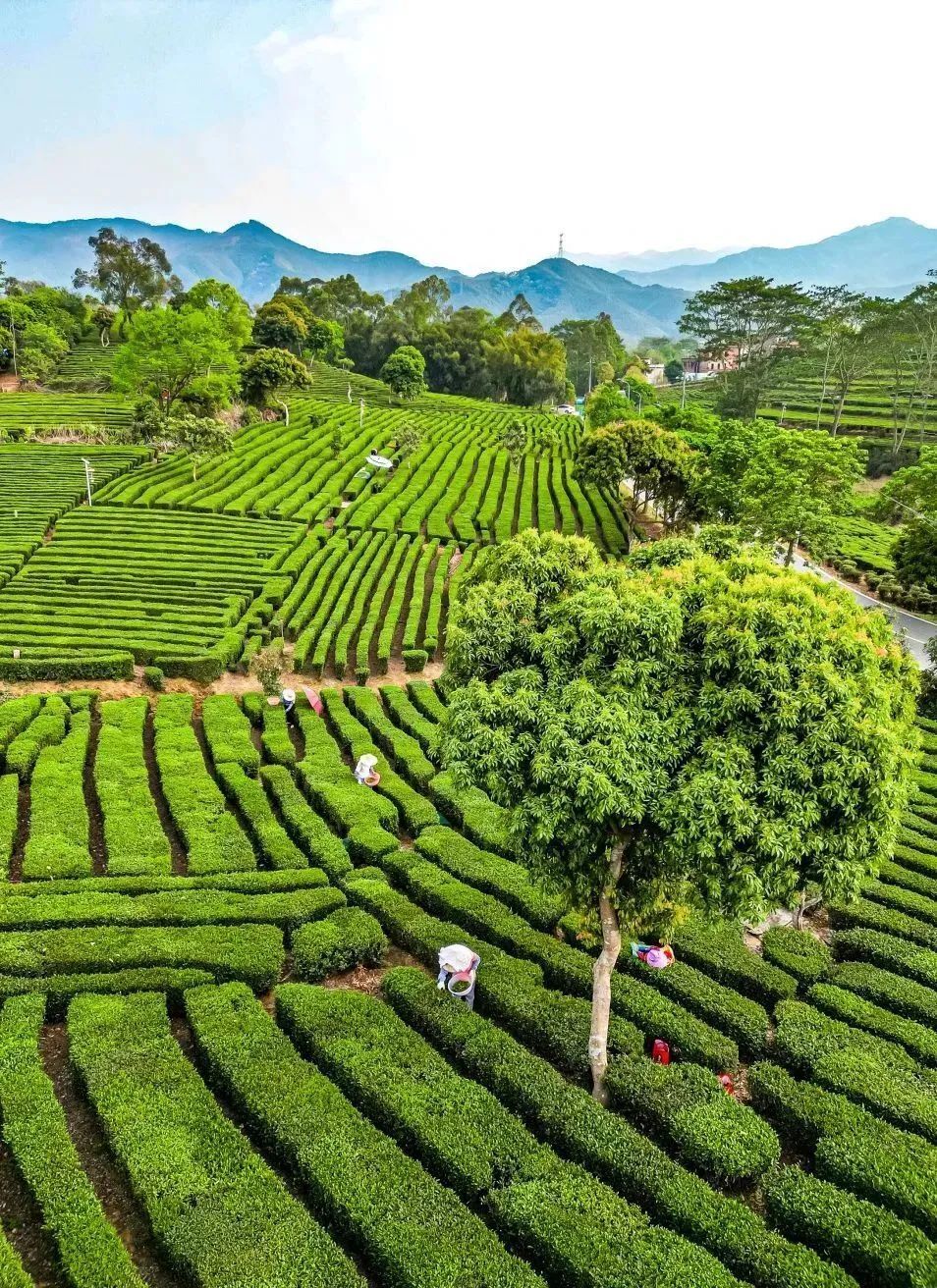 角峰畲族村位于南山山脉半山腰,背靠三丫山,海拔400多米,有耕地约100