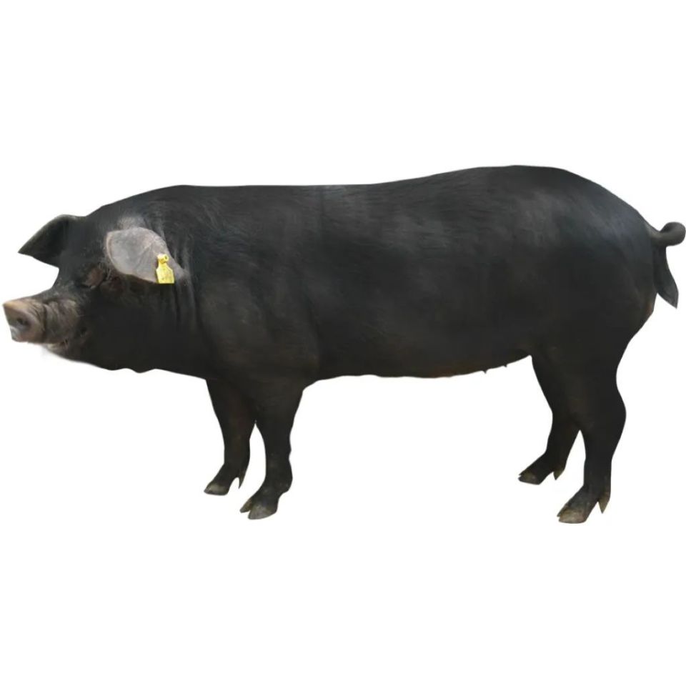 一等奖二代野猪1头!云安第二届村ba篮球赛(镇安赛区)决赛今晚打响