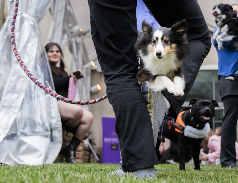 在美国纽约举行的威斯敏斯特犬展新闻发布会上拍摄的一只克罗福兰德犬