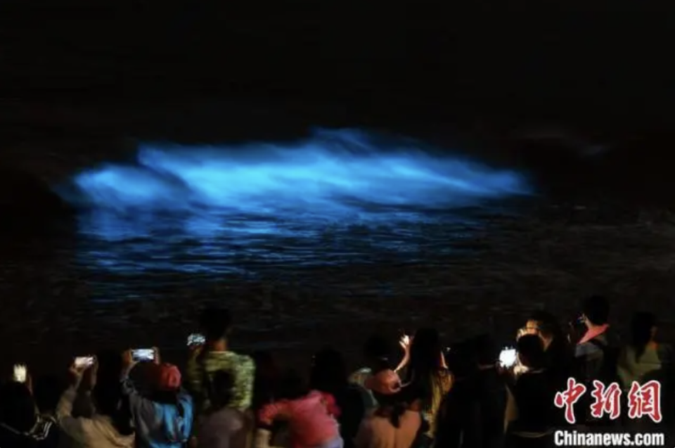 村民卖石头给游客,只因扔进海里能看"蓝眼泪"!别让大海真的流泪