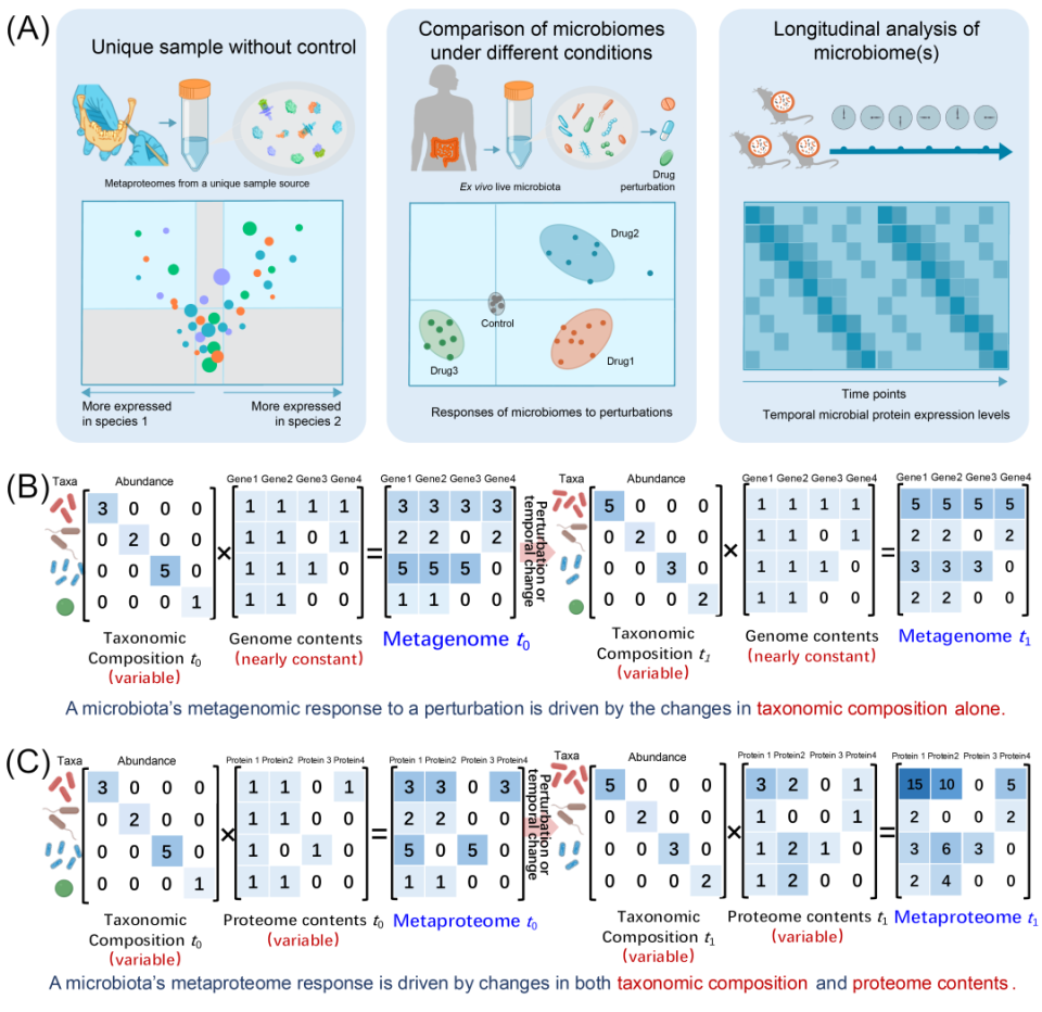 iMeta | 国际宏蛋白质组学倡议- 全球专家手把手教你用好宏蛋白质组学-腾讯新闻