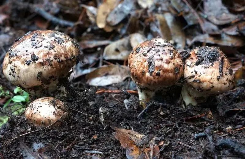 南华县野生菌交易市场的陈小凤来自重庆,虽叫不出每种野生菌的名称,却
