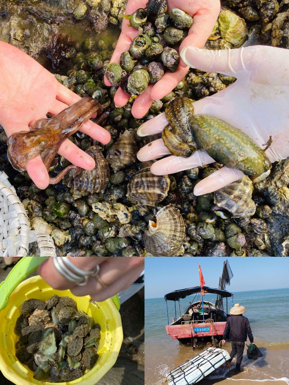 日照免费赶海圣地快来日照体验赶海哇