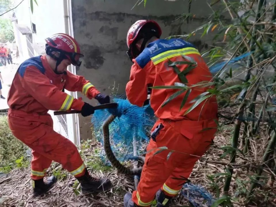 多蛇预警炎热天气兴文消防员开启捕蛇达人模式
