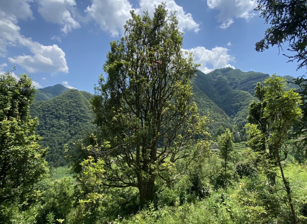 深山觅茶香——重庆巫溪老鹰茶产业促乡村振兴走访记_腾讯新闻