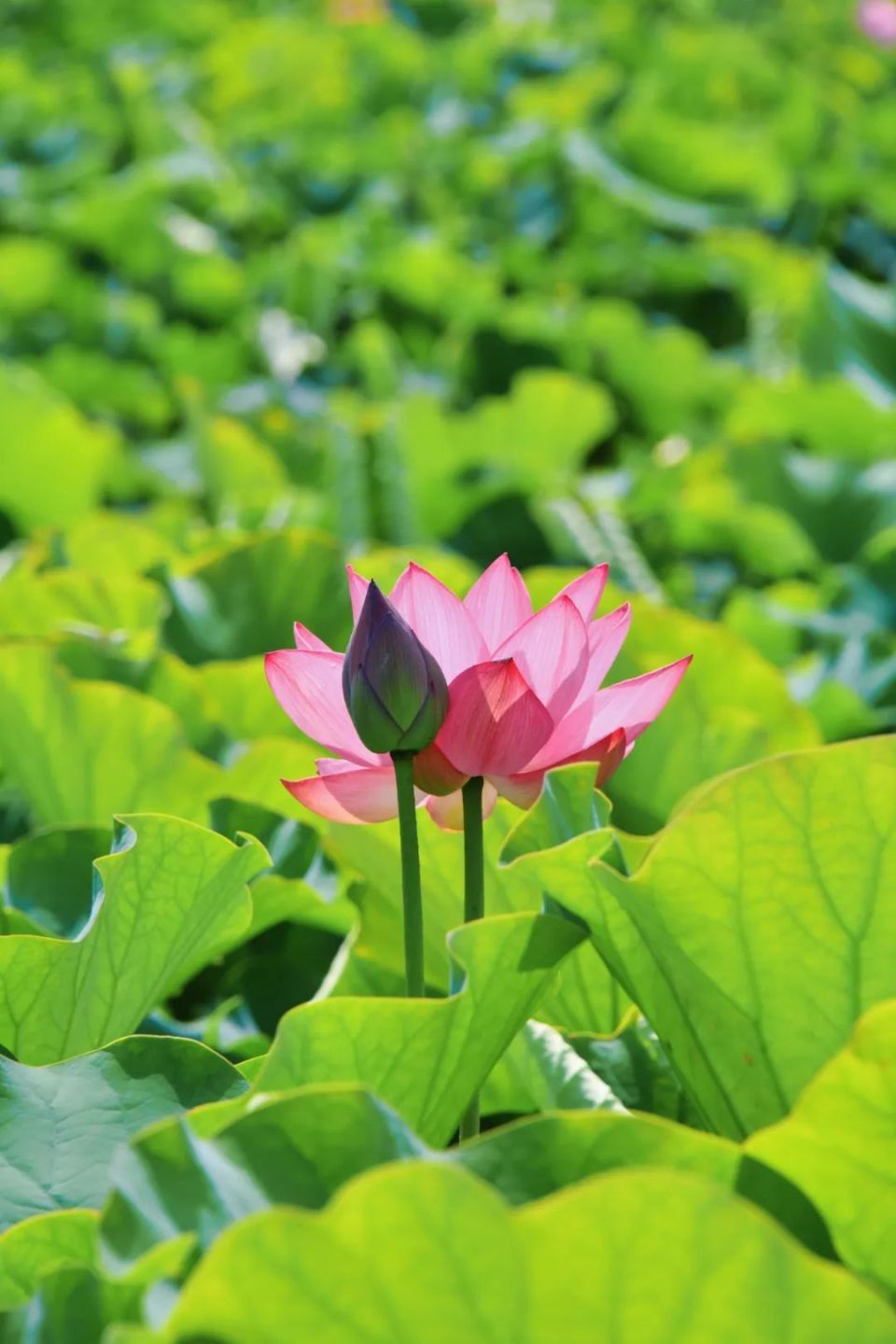 浅浅晃动叫人不禁放轻呼吸只愿静静欣赏独属于夏日的粉色浪漫来了图源