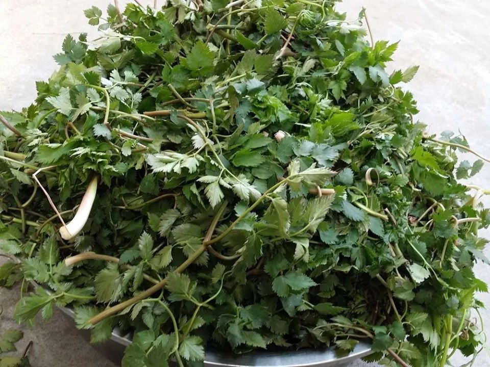 老山芹不仅口感鲜美,还拥有极高的营养价值.