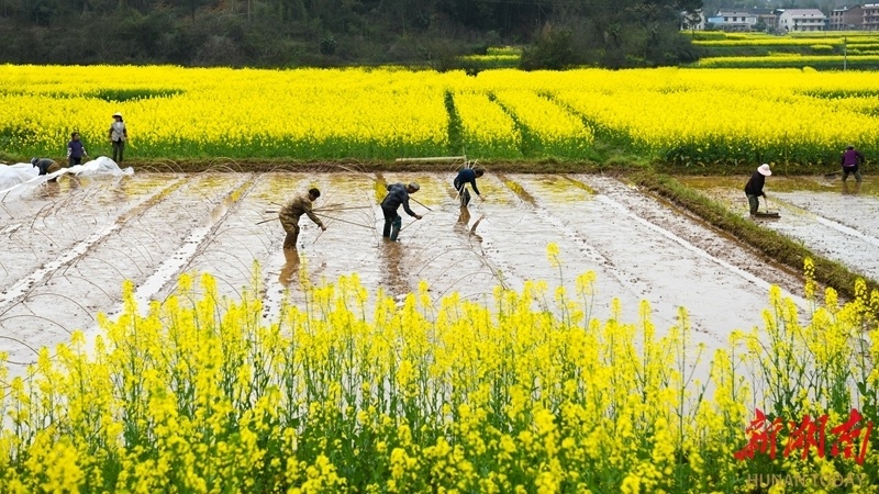 春分将至田间农忙