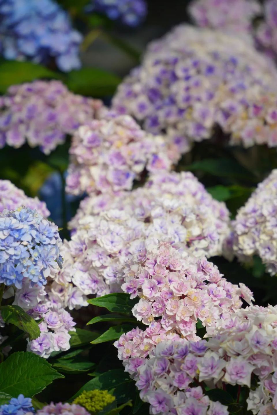 绣球花的秘密基地被我们找到啦!来这里,与夏日浪漫撞个满怀吧