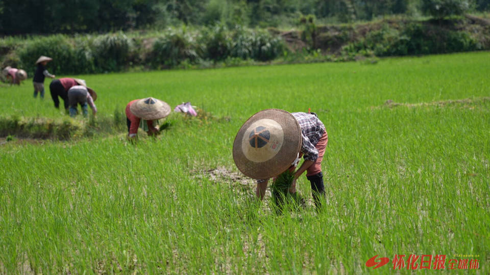 制种水稻移栽忙