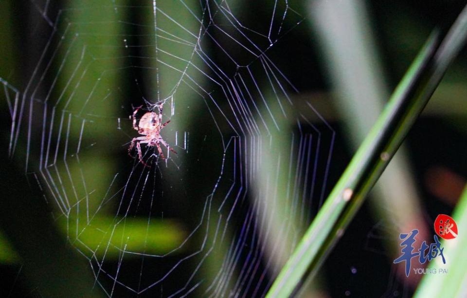 相·见|羊城初夏,赴一场植物园奇妙之旅