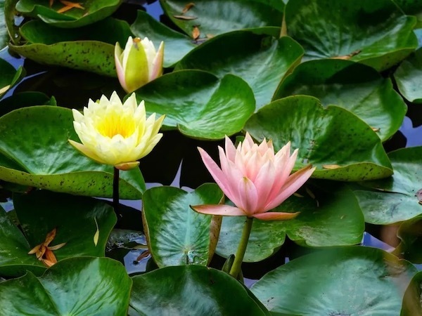 通过这几年自然繁殖,目前池塘有近万株荷花.公园荷花花期