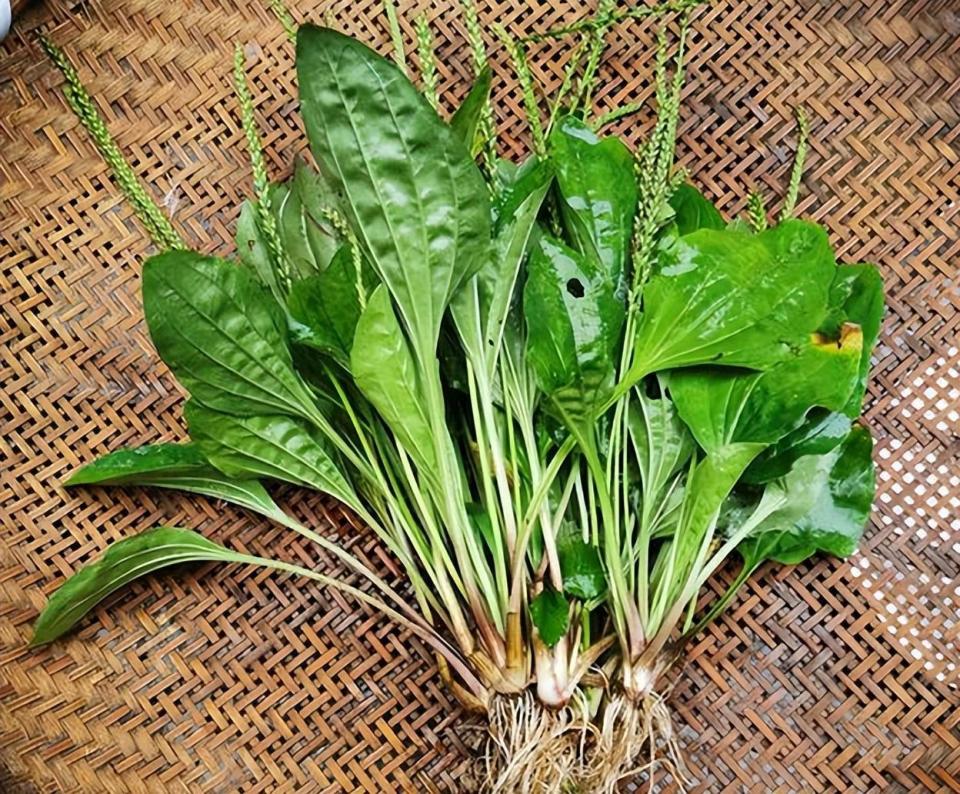 车前草是个宝,用它来煮水喝,或能帮助解决这5个问题_腾讯新闻
