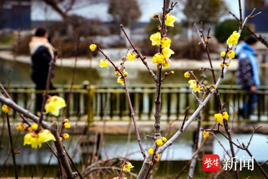 花开鼓楼梅好徐州第十届徐州龟山探梅园梅花节开幕