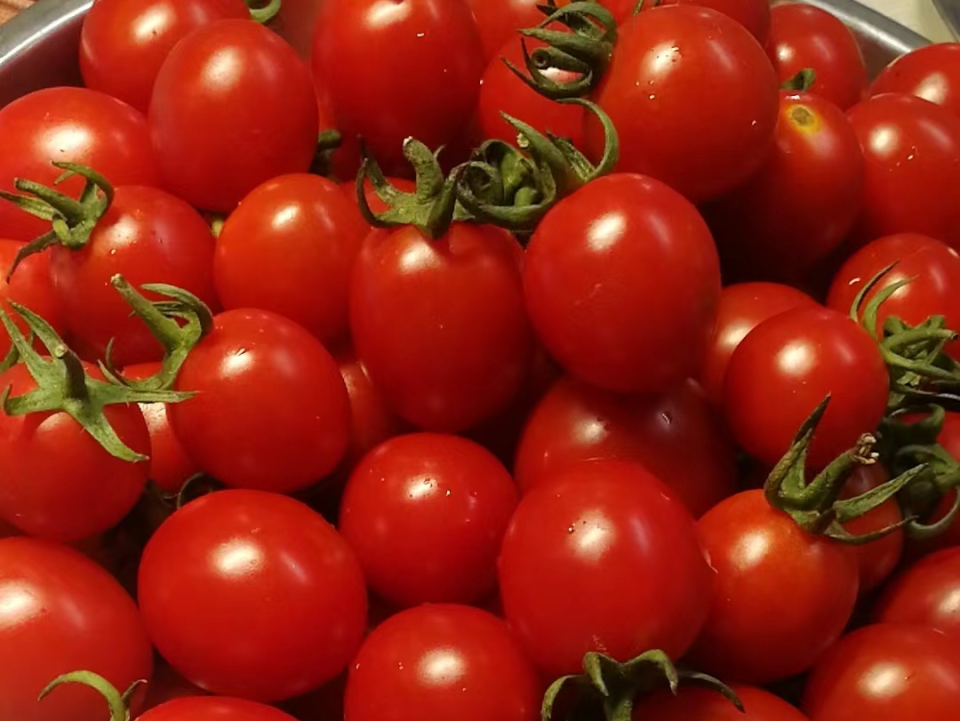 脆甜爆汁,美味"番"倍!奉贤优质樱桃番茄快来尝鲜