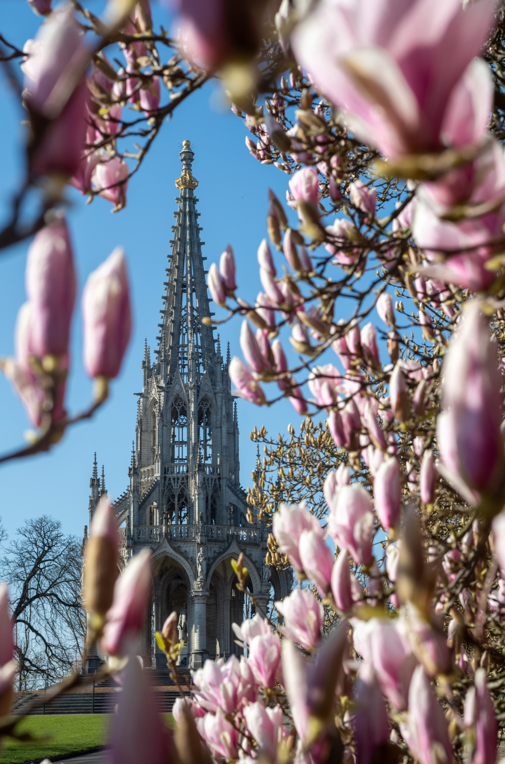 这是3月8日在比利时布鲁塞尔拉肯公园拍摄的玉兰花.