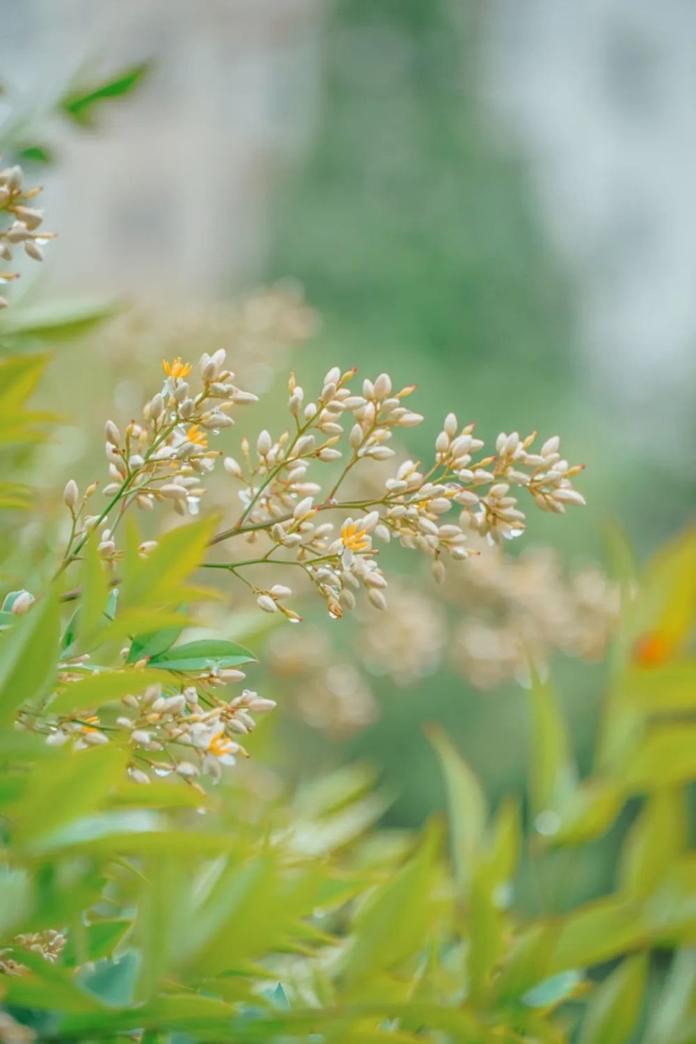 小滿時節,華中農業大學校花大花金雞菊傲然綻放華中農業大學二十四