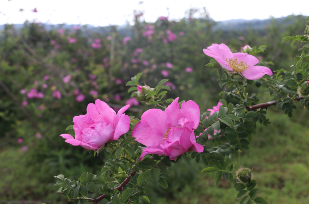 花开了!"黄金果"要来了