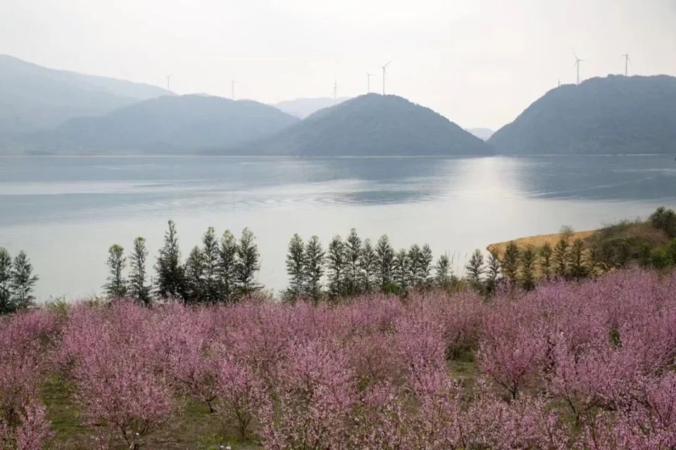 富川花海图片