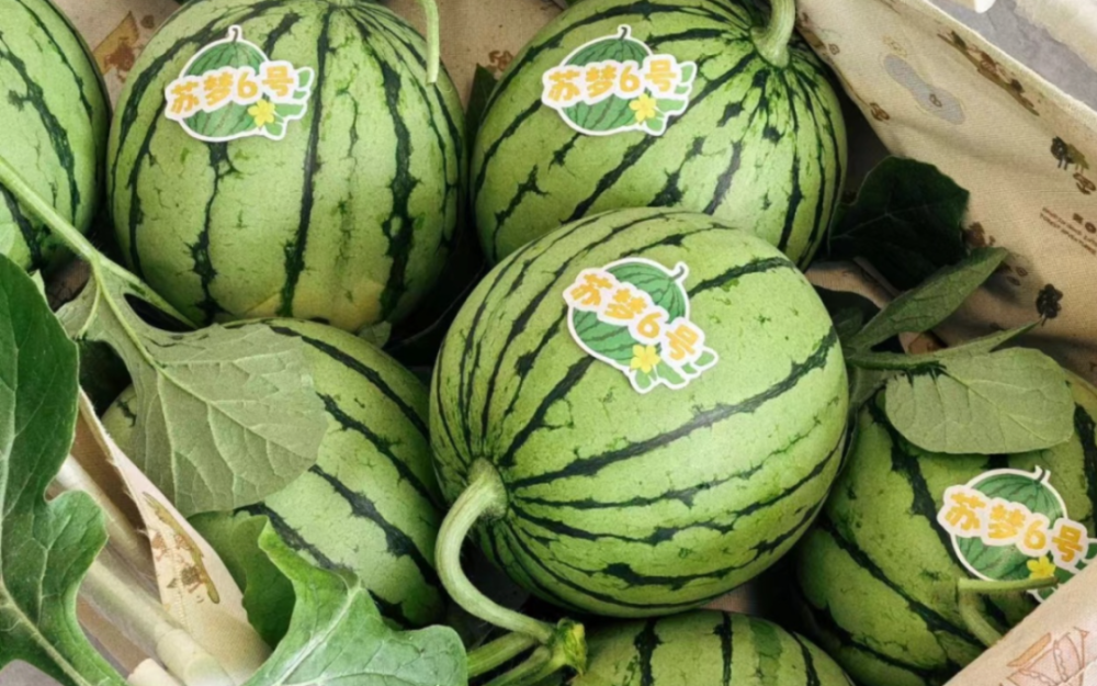 工人们对刚采摘下来的礼品小西瓜进行采摘,分拣,装箱……和普通西瓜比