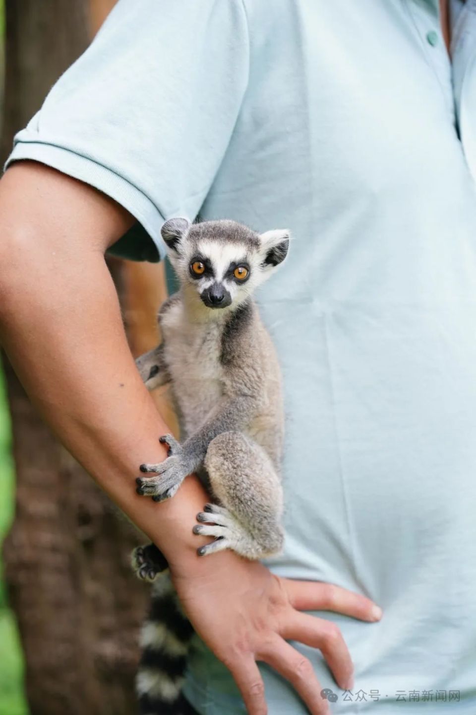 【行摄云南】云南野生动物园小萌新圈粉