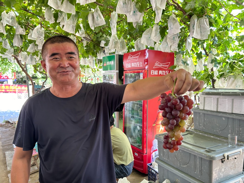 青岛大泽山葡萄节9月7日开幕