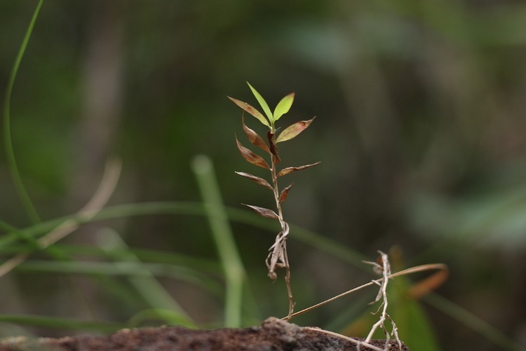 鸟儿衔落的,也许是无意掉落的泥土里的一粒种子,在阳光,雨露的滋润下