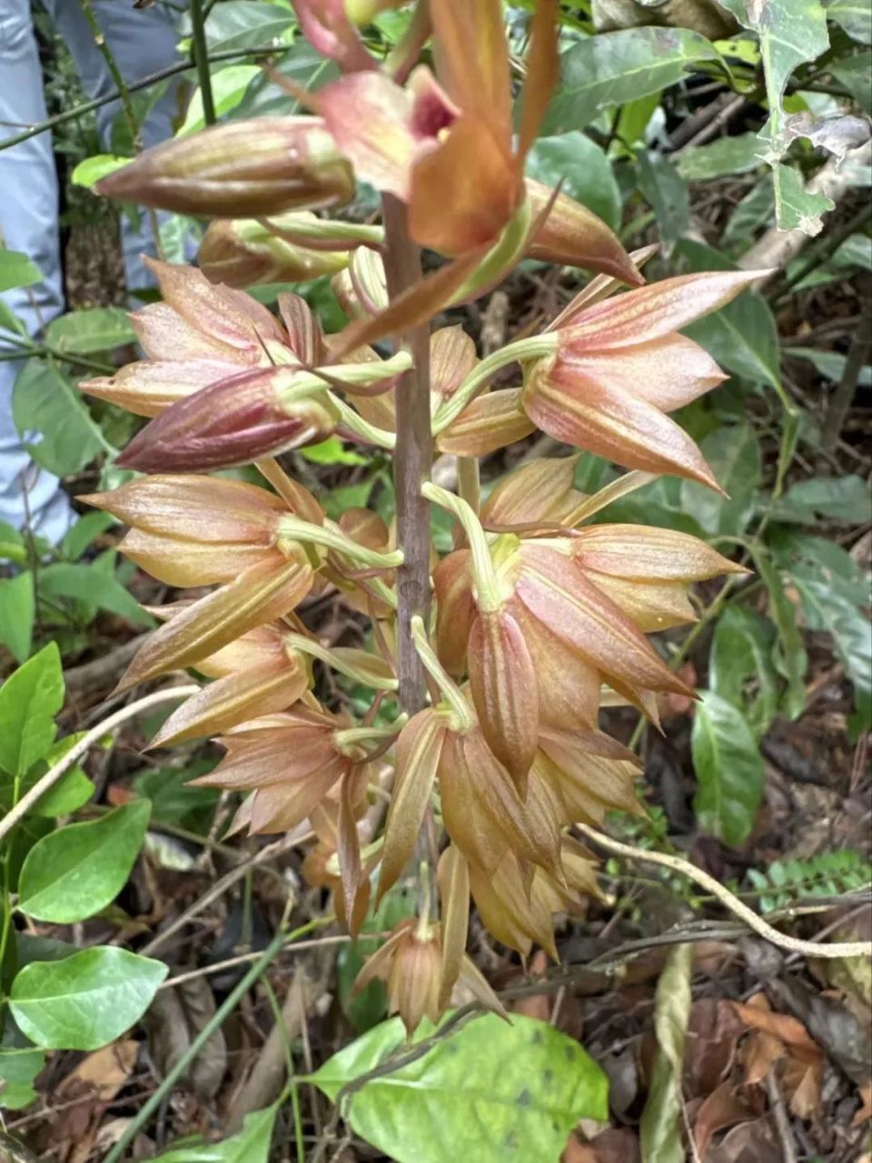 美冠兰是珍稀植物图片