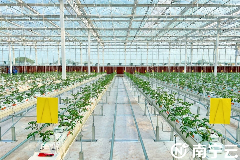 青秀区刘圩镇刘圩村的晟发现代设施蔬菜基地,在现代设施农业大棚里