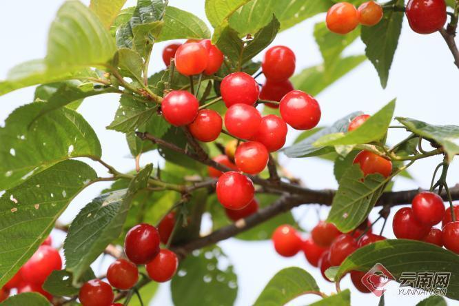 云南临沧樱桃红铺就农旅融合致富路