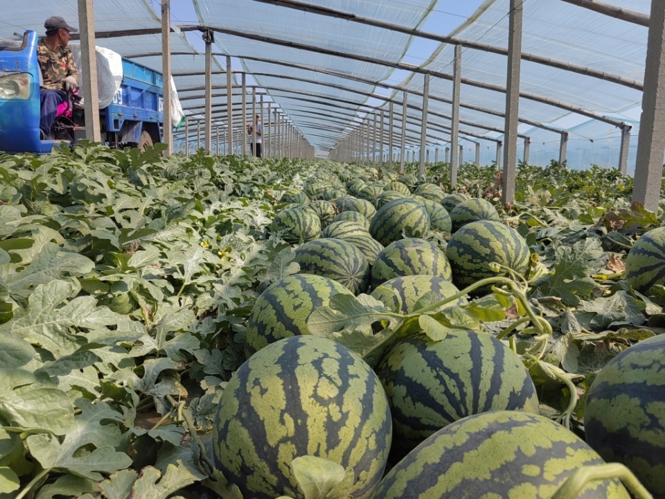 亩产过万斤,地头收购价5毛/斤左右,平度明村西瓜大丰收