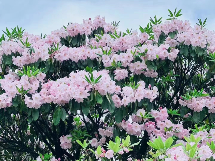 第二十五届天台山云锦杜鹃节在天台华顶国家森林公园露营基地盛大开幕