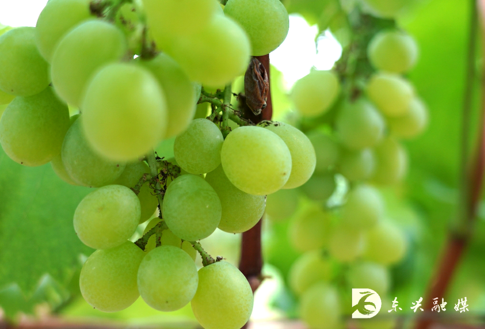 葡萄采摘正当时,快来东兴"萄"醉一夏