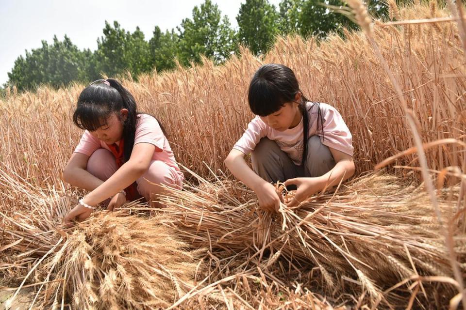 潍坊高密:校园"小农夫" 田间收麦忙