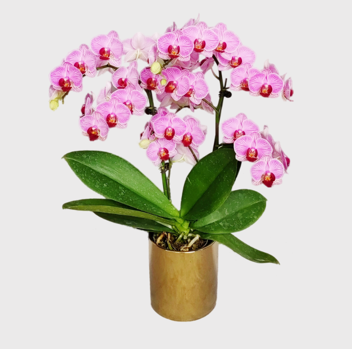 超三千种新品蝴蝶兰!佛山这场盛会等你打卡_腾讯新闻