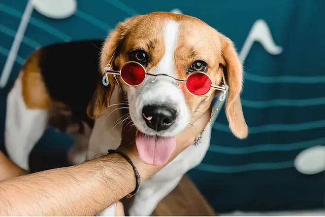 狗戴墨镜,鸡看vr眼镜,我比动物都活得糙