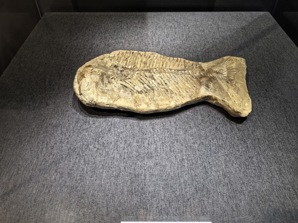 黑龙江省博物馆展出1.3亿年前的鱼化石!_腾讯新闻