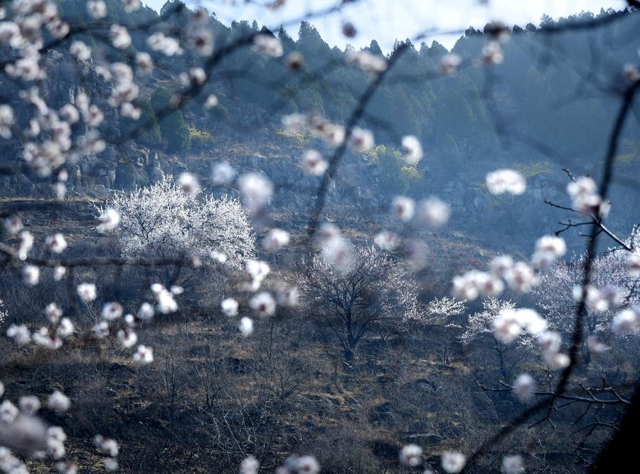 山杏景观图片