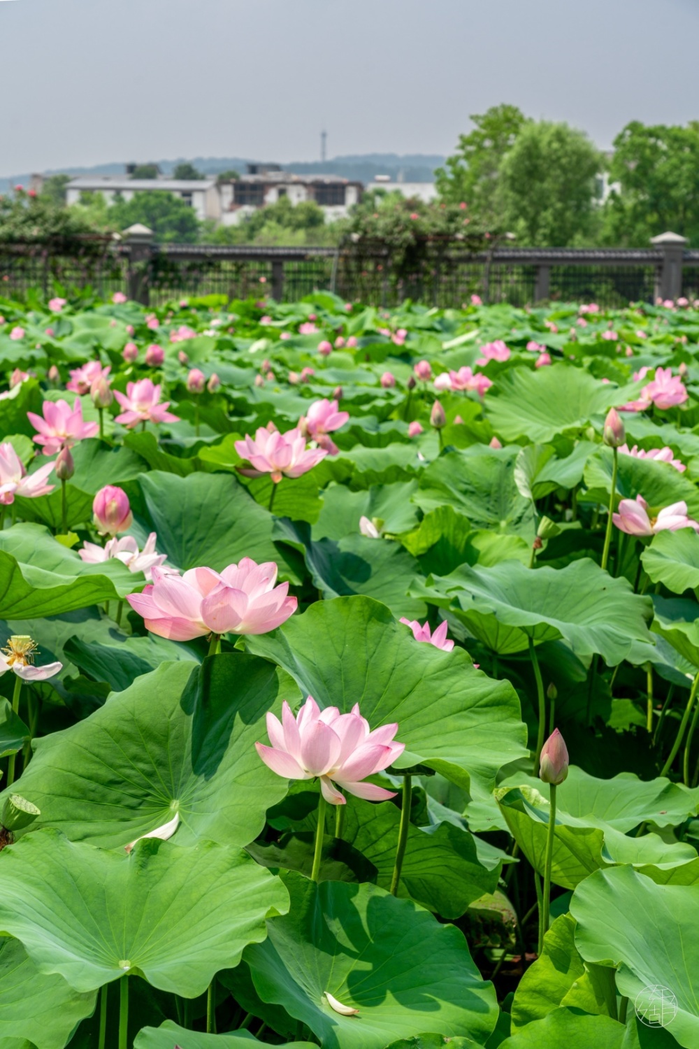 武汉东湖荷花图片