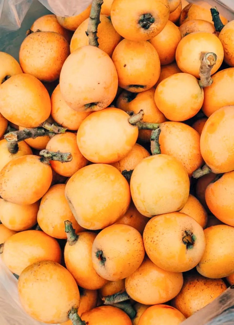 边摘边吃蜜蜜甜走去兴文这儿吃枇杷