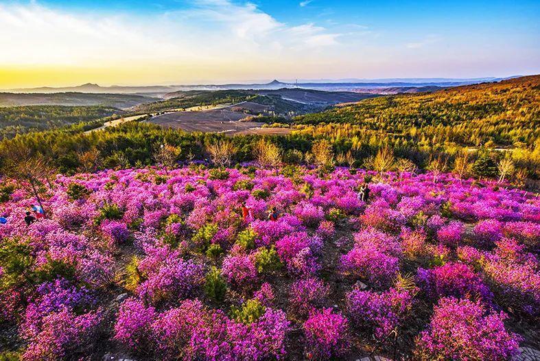 金达莱即将盛开延边赏花模式开启