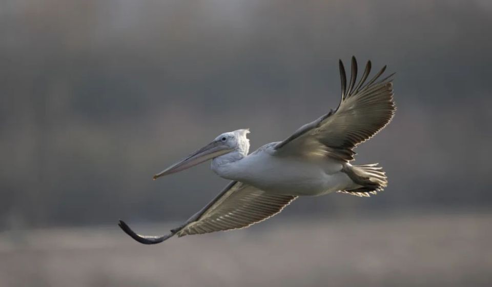 在西安,赴一场和飞鸟的约会!_腾讯新闻