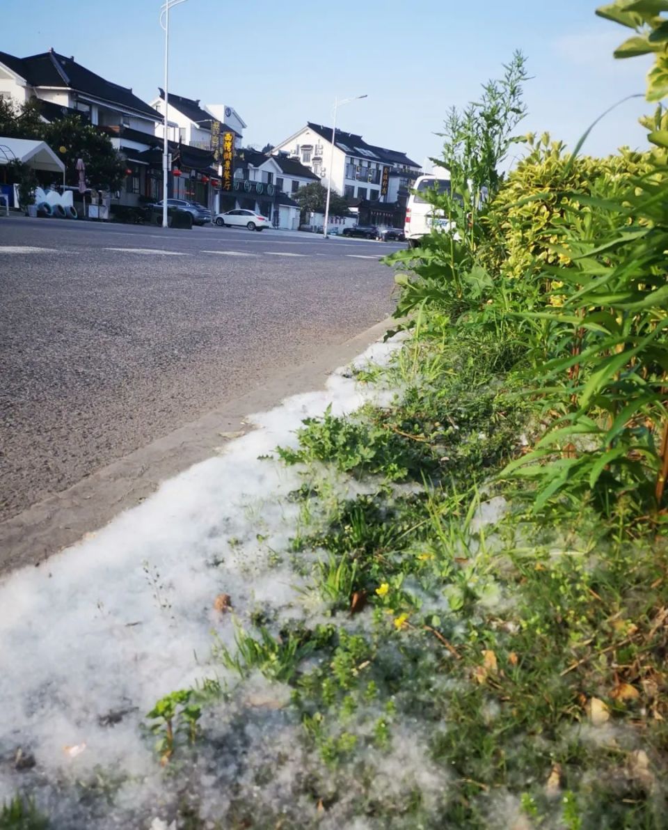 比冬天的积雪厚多了……形成了一条"毛毯"飘落的柳絮堆积在地上在太湖