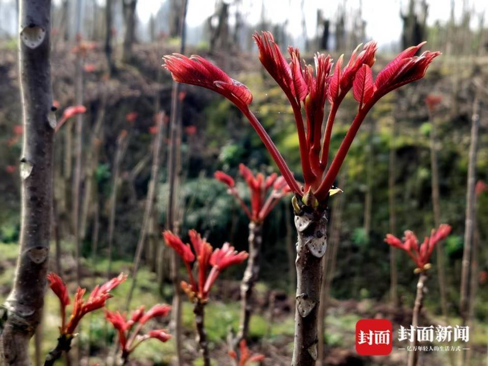 香椿锈病图片图片