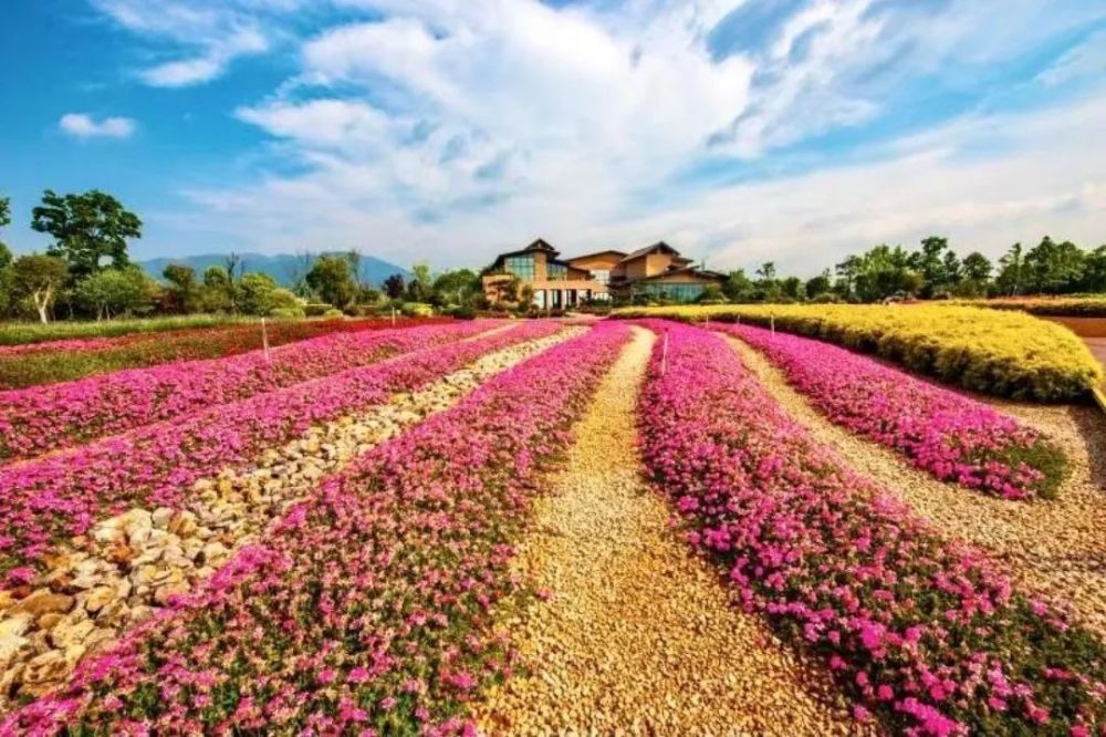 有一种叫云南的生活暮春浅夏到玉溪赴一场花海之约