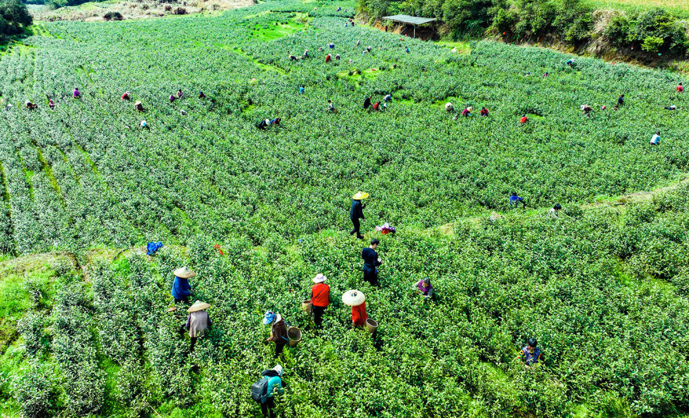 怀化中方:春意盎然茶飘香_腾讯新闻