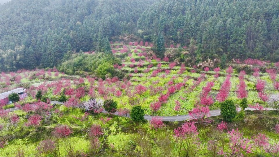 缤纷3月,来韶关乐昌共赴一场美丽的花海之约