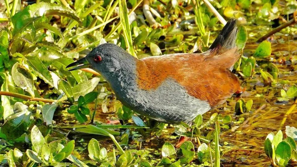国家二级保护动物棕背田鸡现身攀枝花,系当地首次发现