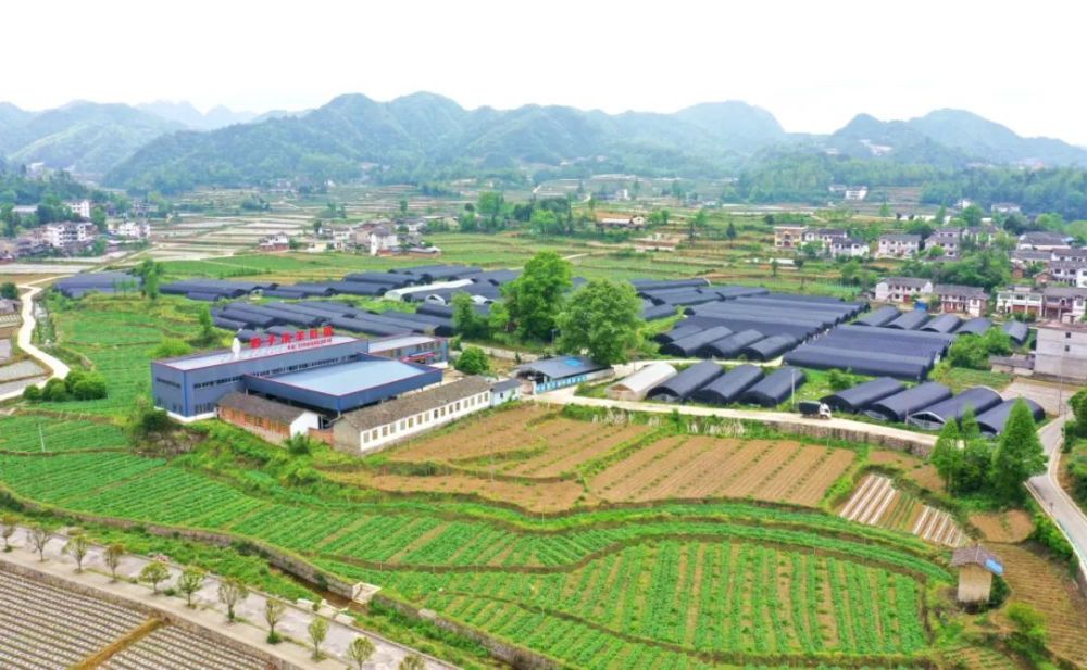 吃菌像吃肉:湄潭茅坪镇肉味马桑菌成熟上市咯!_腾讯新闻